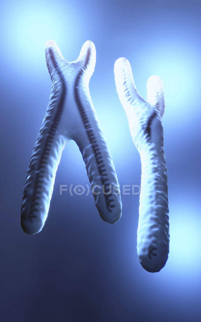 3d illustration of normal looking blue colored and transparent x and y chromosomes. — Stock Photo