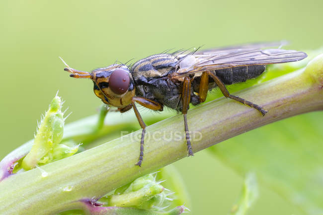 Close-up de mosca-asa-imagem sentado no tronco de planta selvagem
. — Fotografia de Stock
