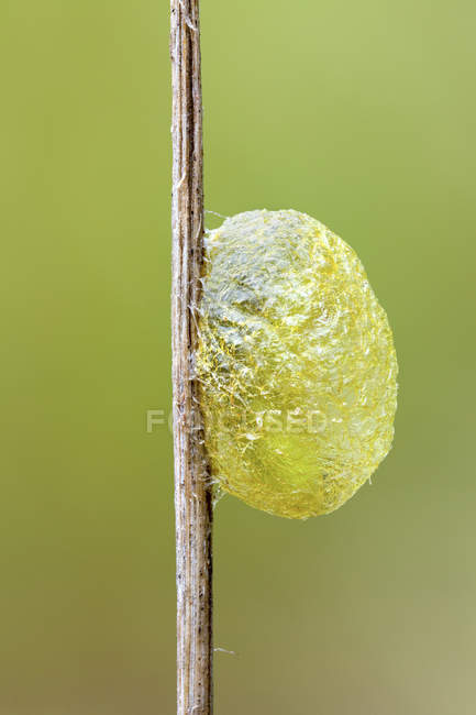 Caterpillar cococoon, прикрепленный к тонкому стеблю растения . — стоковое фото