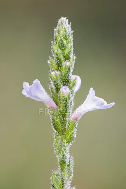 Primer plano de la flor silvestre verbena floreciendo al aire libre . - foto de stock