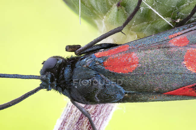Dorsal detail from six spot burnet moth on wild plant. — Stock Photo