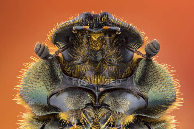 Gros plan sur le dung beetle, macrophotographie entomologique . — Photo de stock