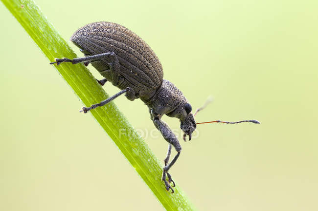 Broad nosed weevil on green grass blade. — Stock Photo