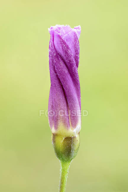 Primer plano de convolvulaceae púrpura retorcida flor silvestre
. - foto de stock