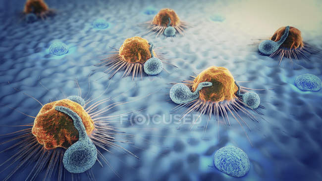 3d ilustración de linfocitos atacando las células cancerosas en el cuerpo humano
. - foto de stock