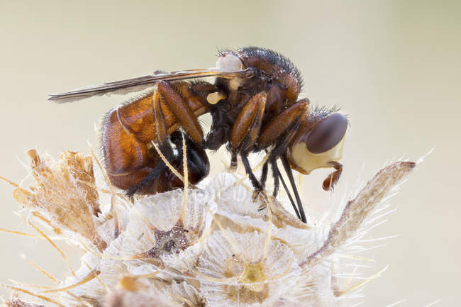 Primer plano de la mosca de cabeza gruesa sentada sobre la flor silvestre . - foto de stock