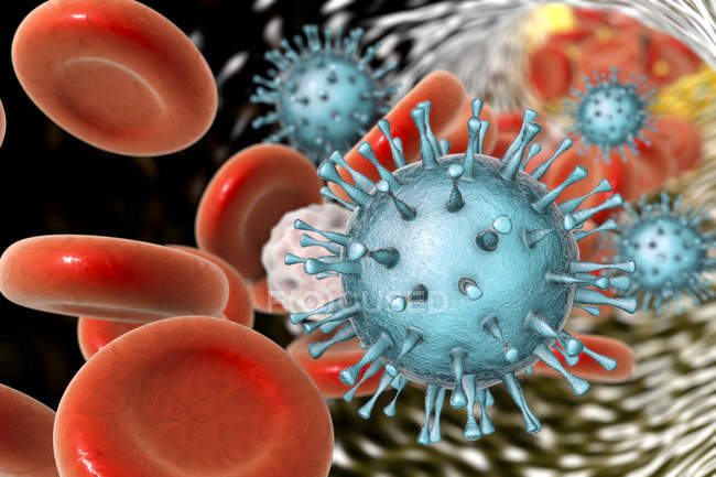 Частицы цитомегаловируса человека в кровотоке, цифровая иллюстрация
. — стоковое фото
