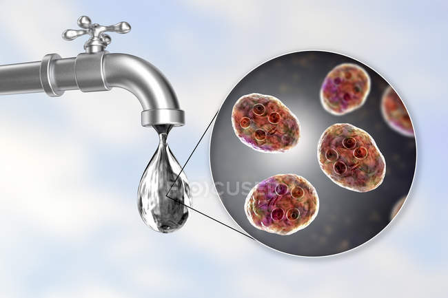 Ilustración digital conceptual que muestra los parásitos de Giardia intestinalis en la gota de agua del grifo sucio
. - foto de stock