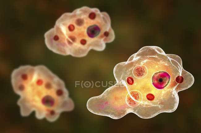 Entamoeba gingivalis паразитический патоген одноклеточный простейший, амебы в полости рта, цифровая иллюстрация
. — стоковое фото