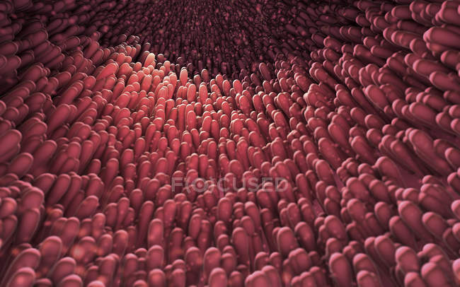 3D-Illustration von Darm-Finger-ähnlichen Zotten-Projektionen, die sich in Lumen des Dünndarms erstrecken — Stockfoto