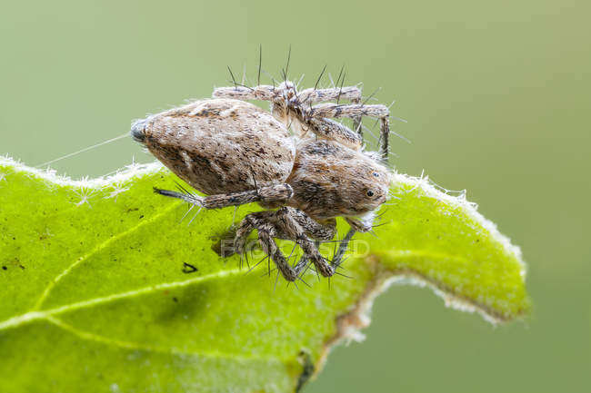 Lynx spider sitting at edge of green leaf. — Stock Photo