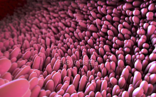 3d illustration of intestinal finger-like villi projections extending in lumen of small intestine — Stock Photo