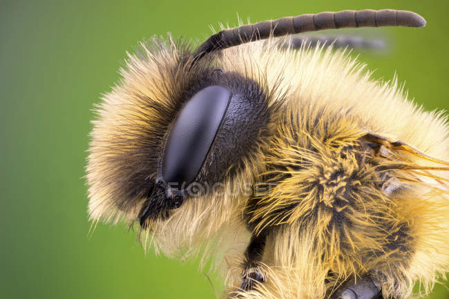 Primer plano del retrato de abejas mineras desde la vista lateral . - foto de stock