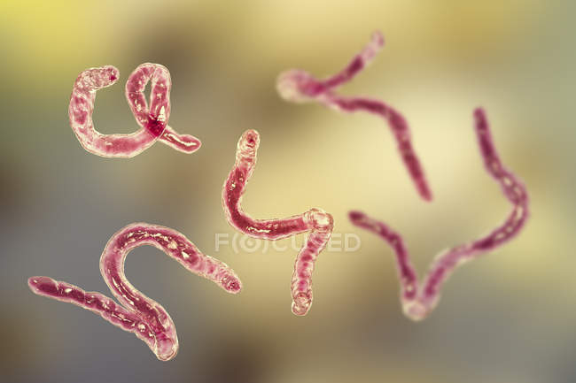 Digitale Illustration parasitärer Ancylostoma duodenale Hakenwürmer. — Stockfoto