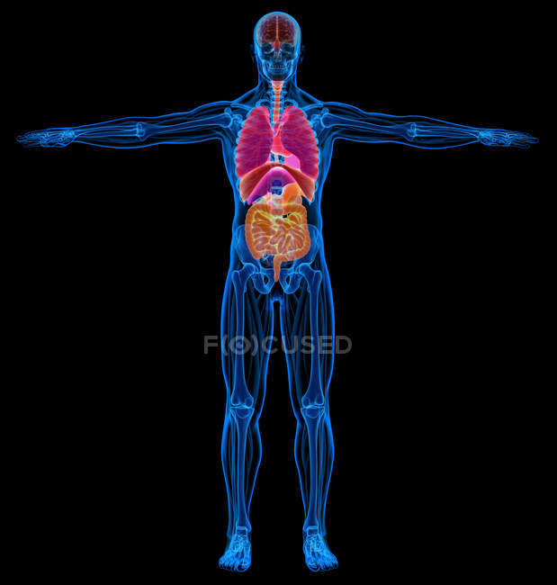 Schéma squelettique, musculaire et des organes internes masculins en radiographie sur fond noir . — Photo de stock