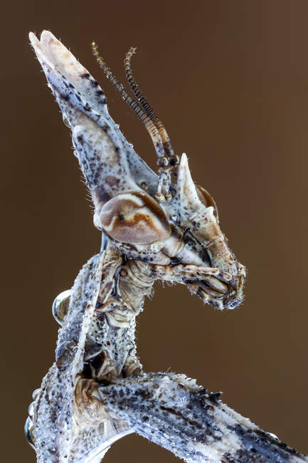 Praying mantis insect, detailed portrait. — Stock Photo