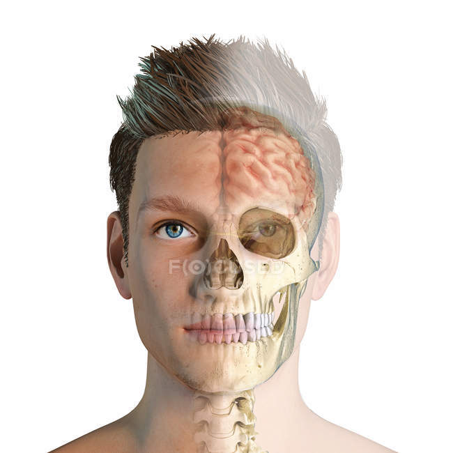 Cabeça masculina com crânio visível e cérebro sobre fundo branco . — Fotografia de Stock