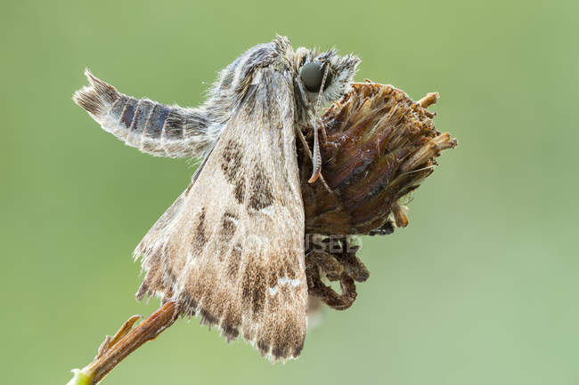 Крупный план мраморного мотылька-шкипера на сушеном полевом цветке . — стоковое фото