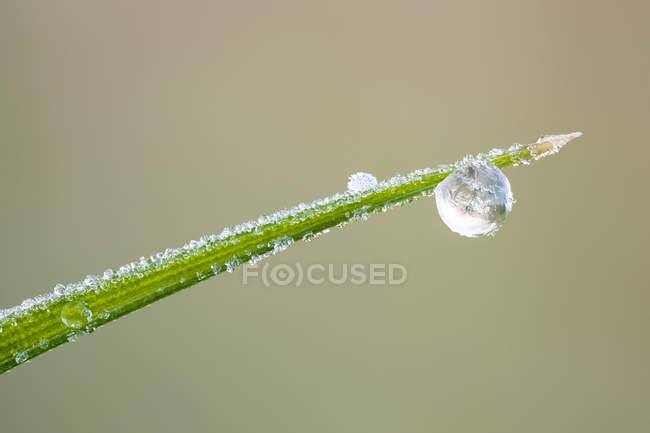 Close-up of frozen dew drop at tip of grass blade. — Stock Photo