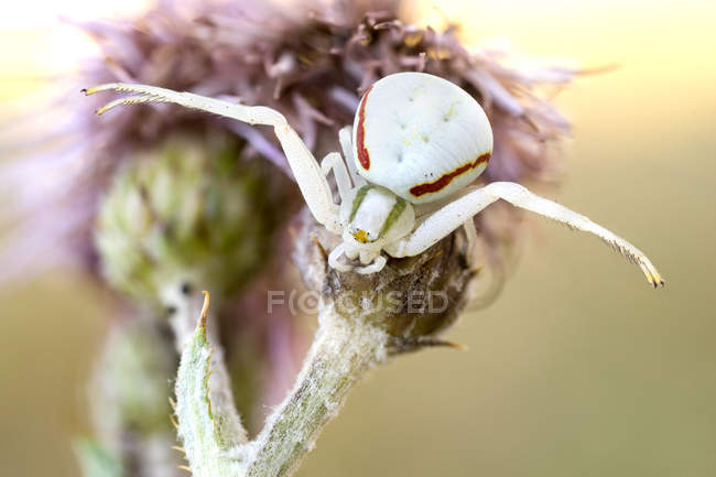 Крупный план паука-краба в охотничьем положении на полевом цветке . — стоковое фото
