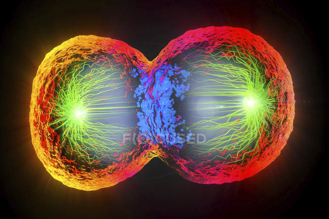 Красочная 3D иллюстрация деления клеток, клеточной мембраны и расщепления красного ядра
. — стоковое фото