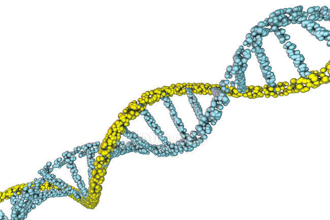 Molécula de dupla hélice de DNA colorido sobre fundo branco, ilustração digital . — Fotografia de Stock