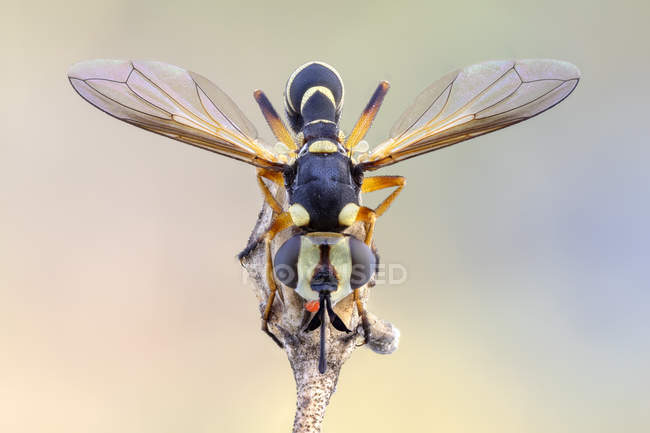 Vista frontal de la mosca conopida sentado en la planta silvestre
. - foto de stock