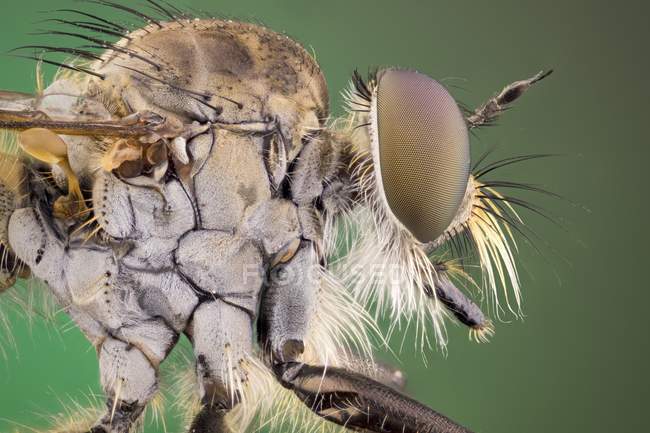 Primer plano de la cabeza robberfly con ojos, detalle lateral . - foto de stock