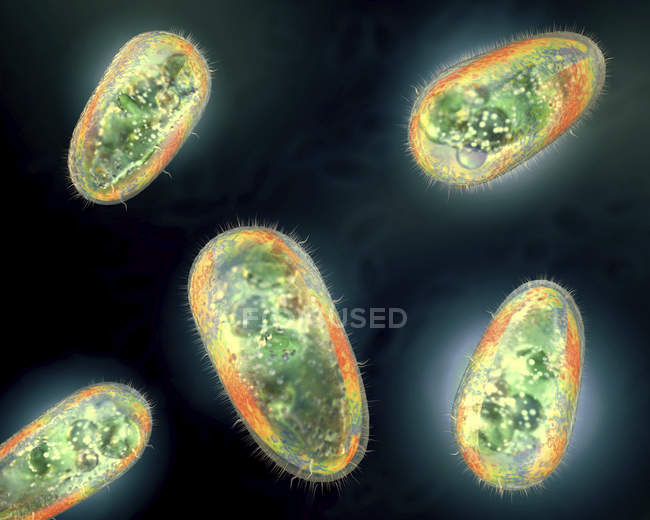 3d ilustración de protozoos transparentes y coloridos . - foto de stock