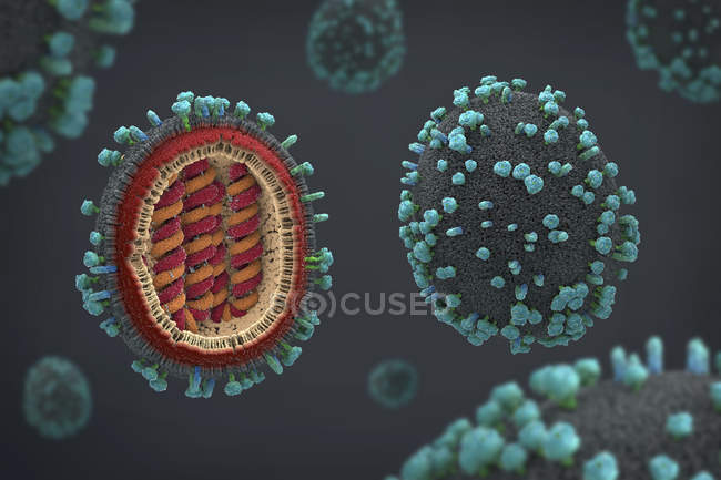 3D-Illustration des Grippeerregers im Querschnitt. — Stockfoto