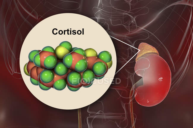 Modèle moléculaire du cortisol hormonal et illustration numérique de la glande surrénale . — Photo de stock