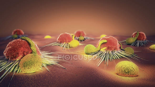 3d иллюстрация лимфоцитов, атакующих раковые клетки в организме человека . — стоковое фото