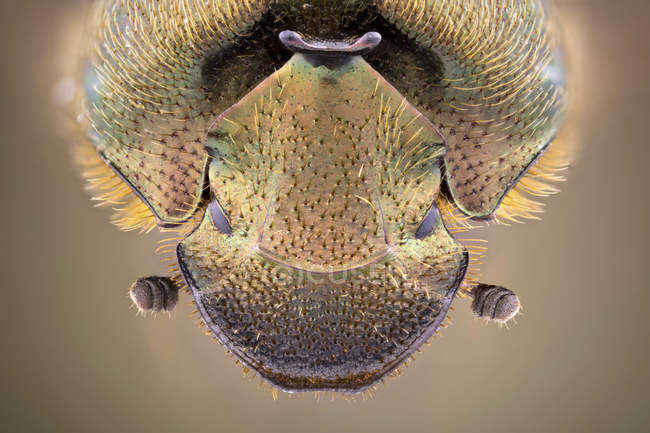 True dung beetle frontal portrait. — Stock Photo