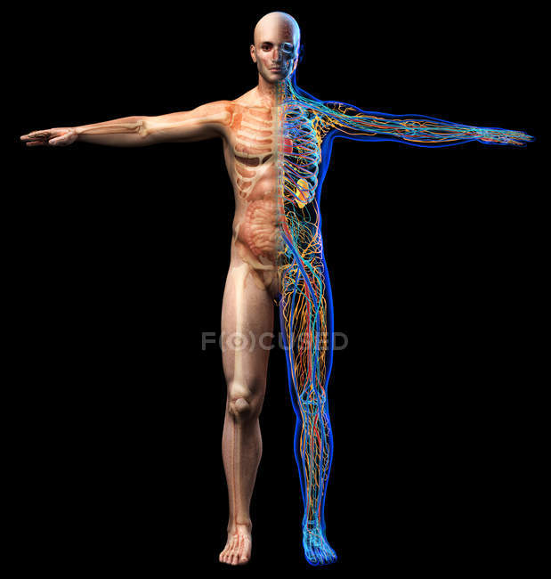 Esqueleto masculino, diagrama de órganos internos y sistemas de anatomía de rayos X sobre fondo negro
. - foto de stock