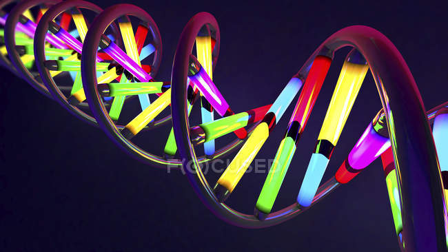 Molécula de ADN con elementos multicolores, ilustración digital
. - foto de stock