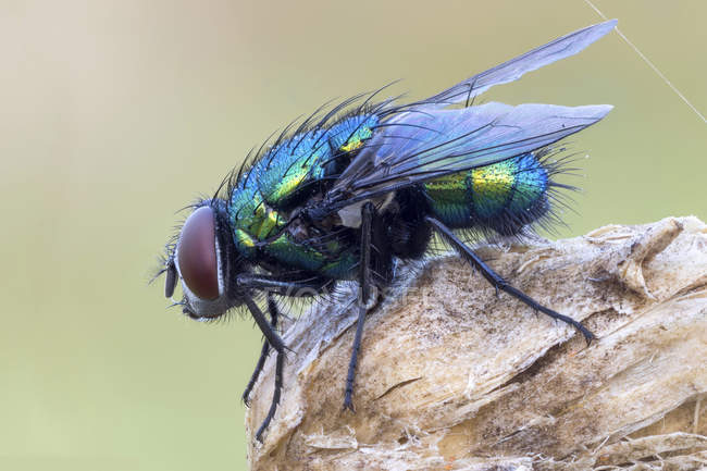 Close-up of metallic green bottle fly perched on dried wild plant. — Stock Photo
