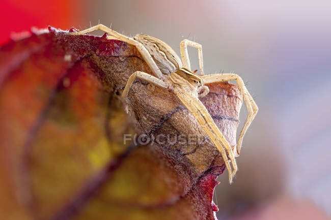 Nursery web spider on edge of colorful dried leaf. — Stock Photo