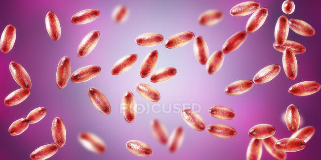 Bactéries à Gram négatif Yersinia pestis avec coloration bipolaire, illustration numérique
. — Photo de stock
