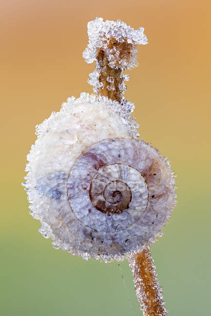 Land snail covered by white frost on dry stem. — Stock Photo