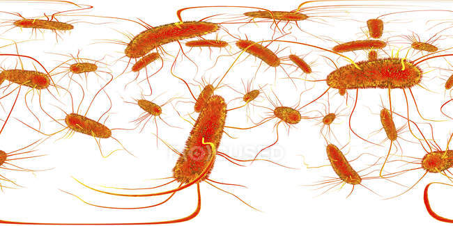 Bacterias de la salmonela, ilustración digital con panorama de 360 grados
. - foto de stock