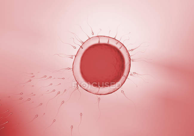 Прозрачные сперматозоиды движутся к круглым яйцеклеткам красного цвета, иллюстрация . — стоковое фото