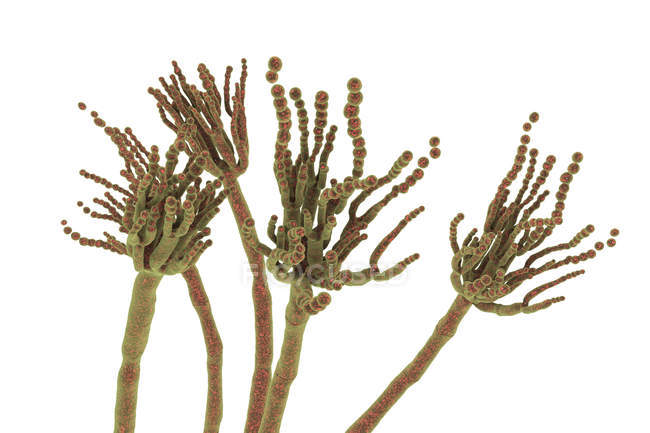 Digitale Illustration des Pilzes Penicillium roqueforti, der in der Käseherstellung verwendet wird. — Stockfoto