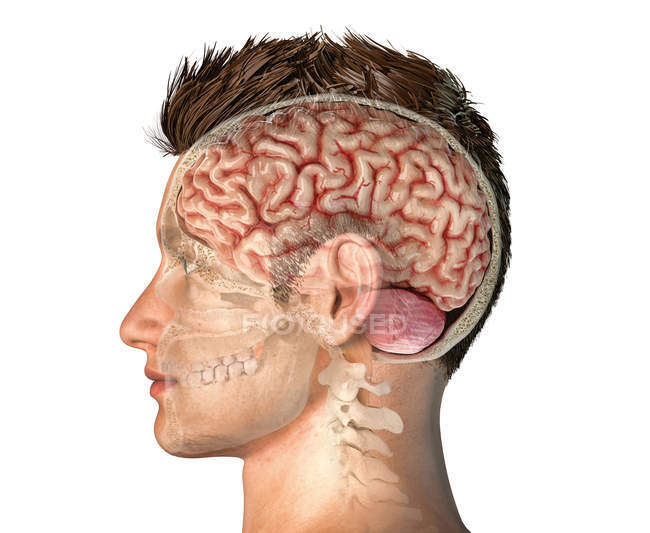 Cabeza masculina con sección transversal del cráneo con todo el cerebro sobre fondo blanco
. - foto de stock