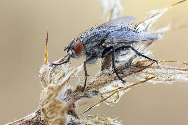 Close-up of flesh fly perched on dried wild plant. — Stock Photo