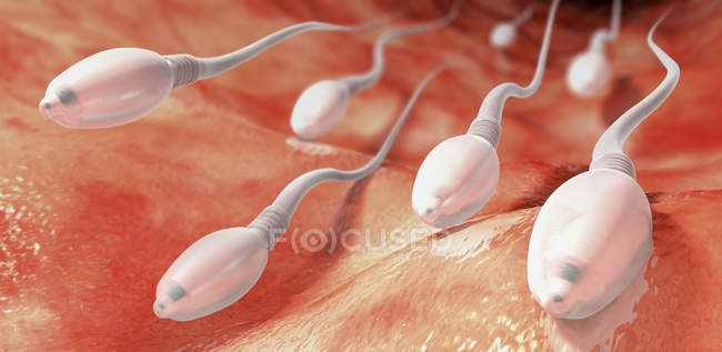 3d illustration of sperm cells moving towards human womb. — Stock Photo