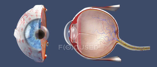3d иллюстрация поперечного сечения человеческого глаза с боковым видом и фронтальным видом
. — стоковое фото