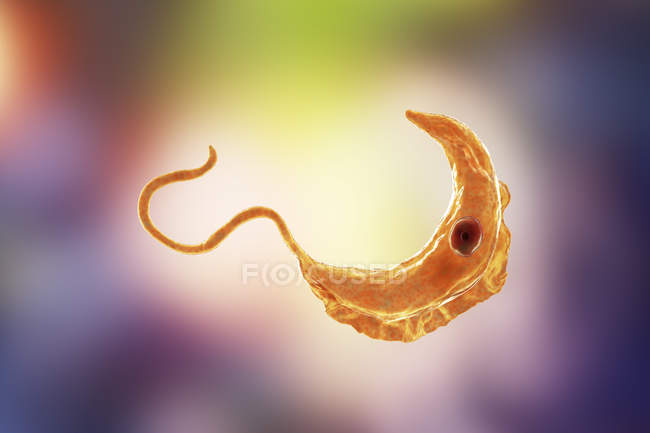 Illustrazione digitale del parassita protozoico del tripanosoma che causa la malattia del sonno trasmessa dal sangue . — Foto stock