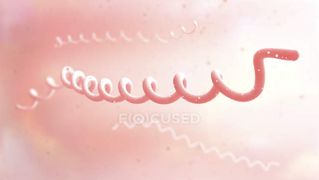 Lyme disease bacteria, digital illustration. — Stock Photo