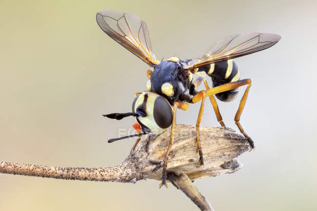 Primer plano de avispa imitando mosca conopida en planta silvestre . - foto de stock