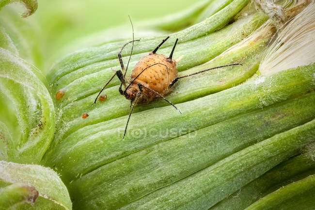 Aphid body infected by parasitic wasp. — Stock Photo
